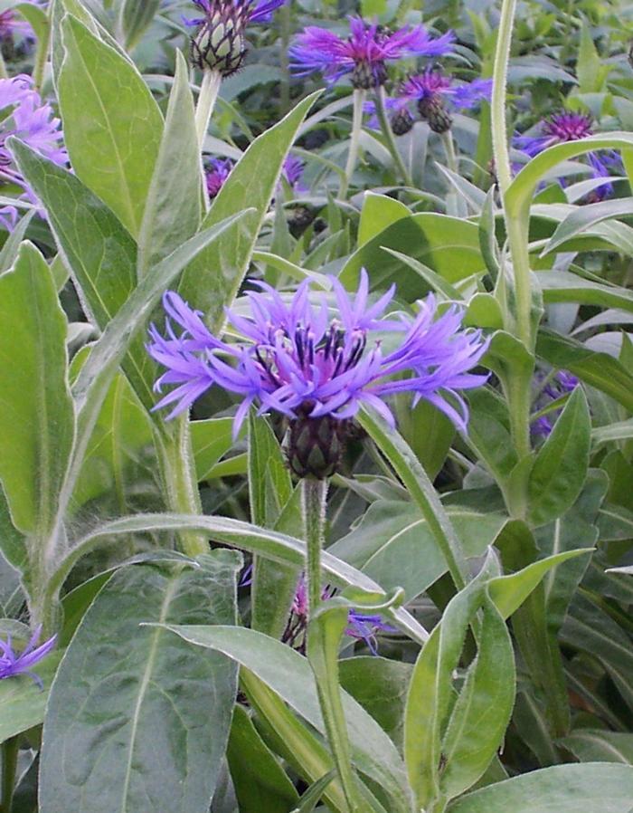 Centaurea montana 'Blue' - Bachelor's Button from Hillcrest Nursery