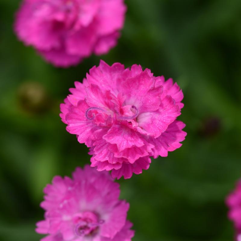 Dianthus Mountain Frost 'Pink PomPom' - Image courtesy of Ball Horticultural Company