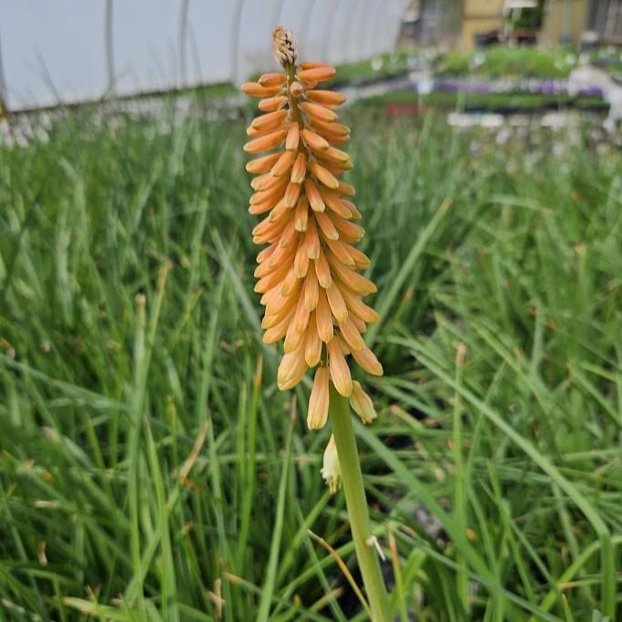 Kniphofia uvaria 'Flamenco' - Red Hot Poker from Hillcrest Nursery