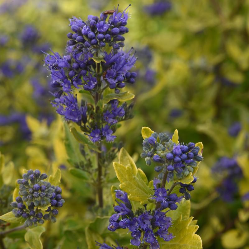 Caryopteris x clandonesis 'Gold Crest' - Image courtesy of Ball Horticultural Company