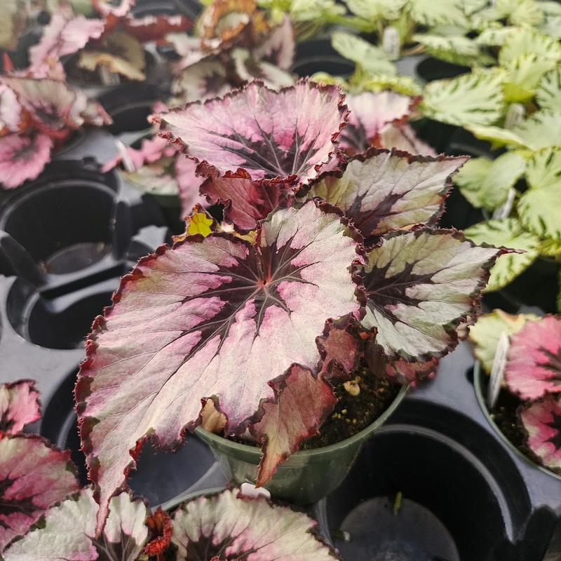 Begonia rex Spirit of 'Kwale' - Begonia from Hillcrest Nursery