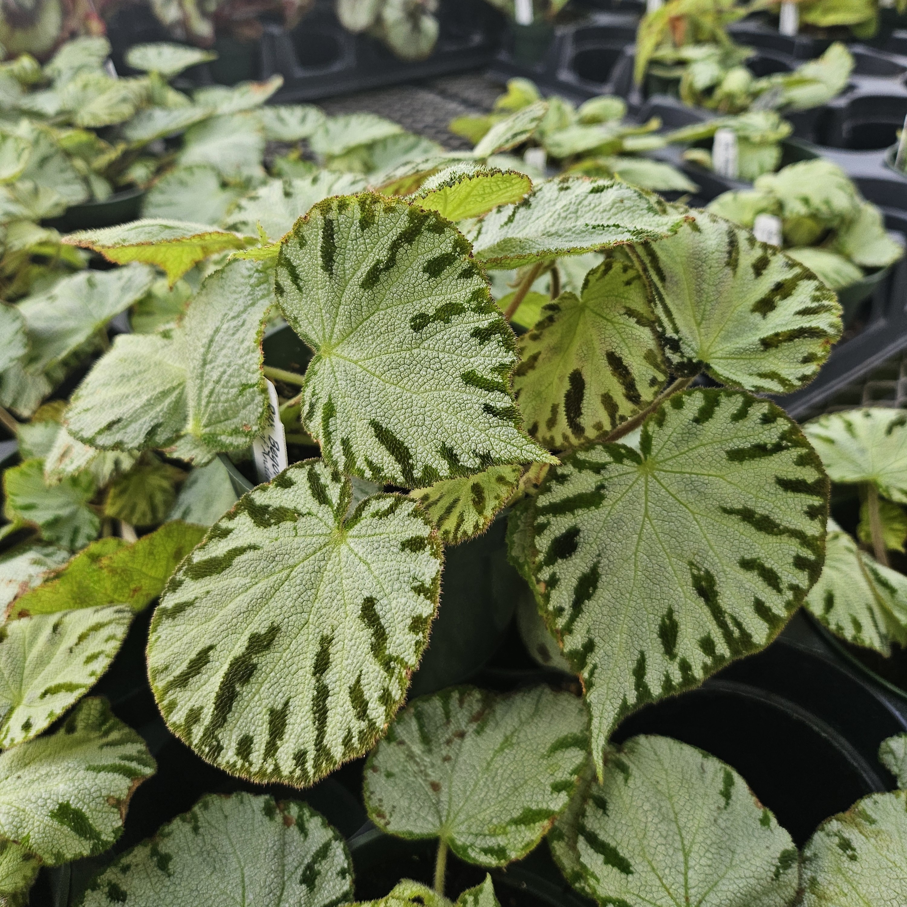 Begonia rex Spirit of 'Andaman' - Begonia from Hillcrest Nursery