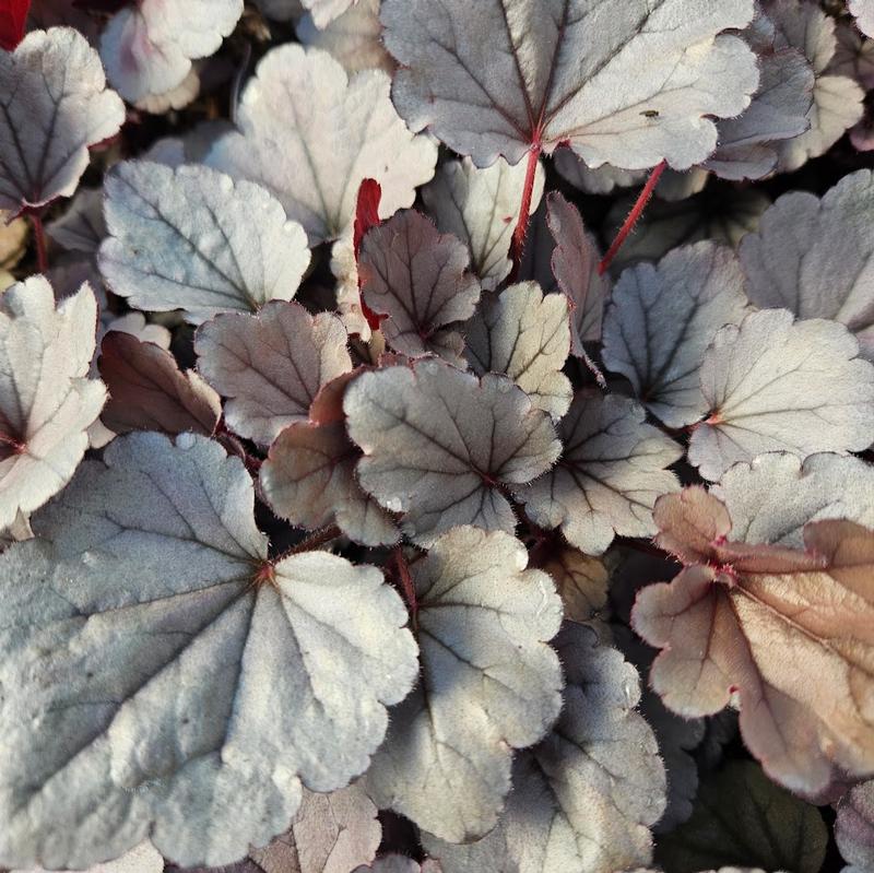 Heuchera Indian Summer 'Silverberry' - Coral Bells from Hillcrest Nursery