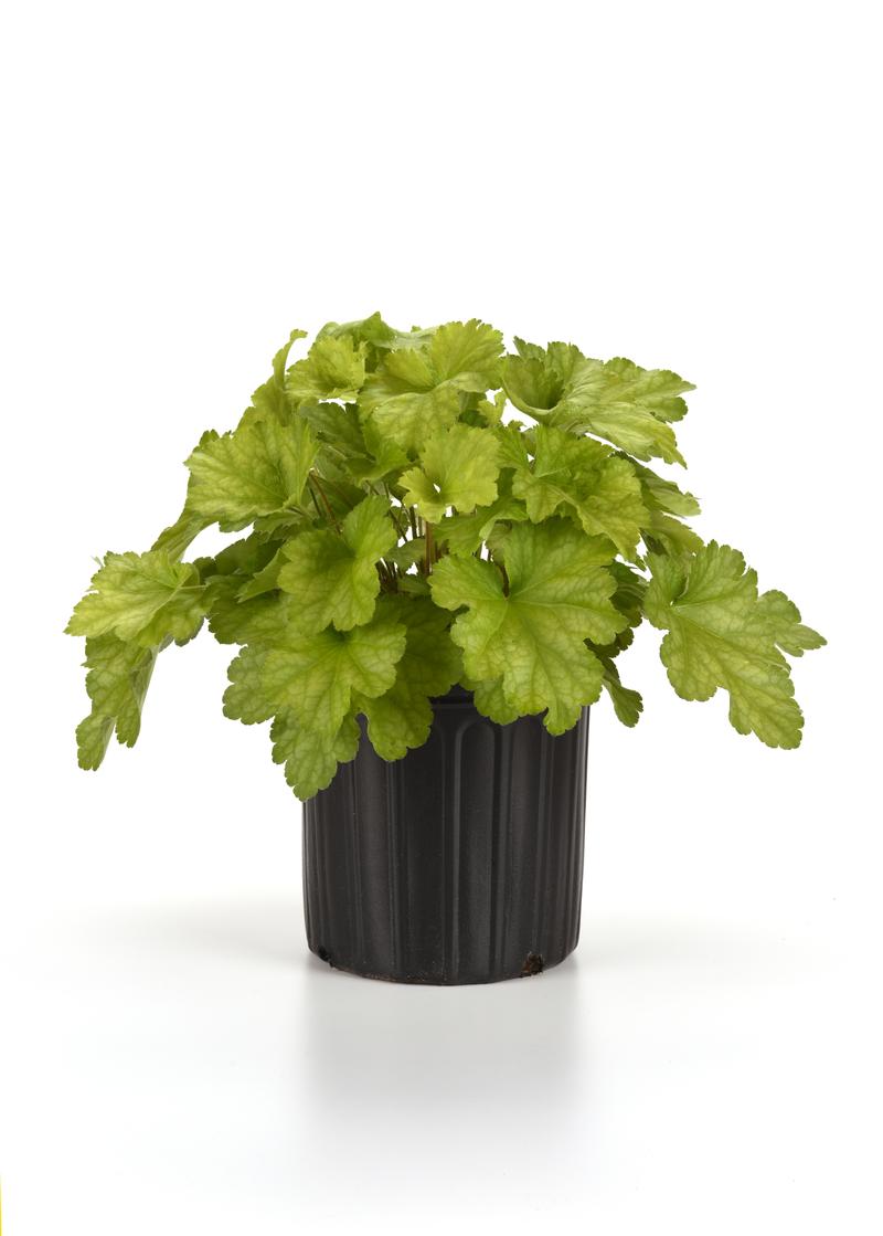Heuchera Carnival 'Lime Zest' - Image courtesy of Ball Horticultural Company