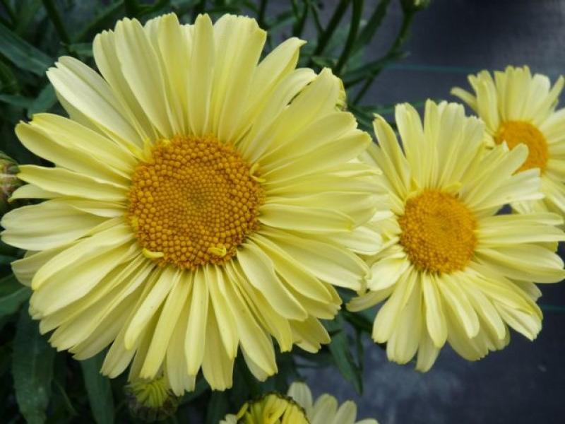 Leucanthemum superbum 'Real Sunbeam' - Image courtesy of Ball Horticultural Company