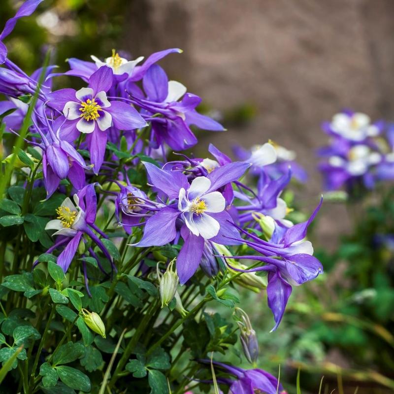 Aquilegia Kiragami 'Deep Blue/White' - Image Courtesy of Ball Horticultural Company