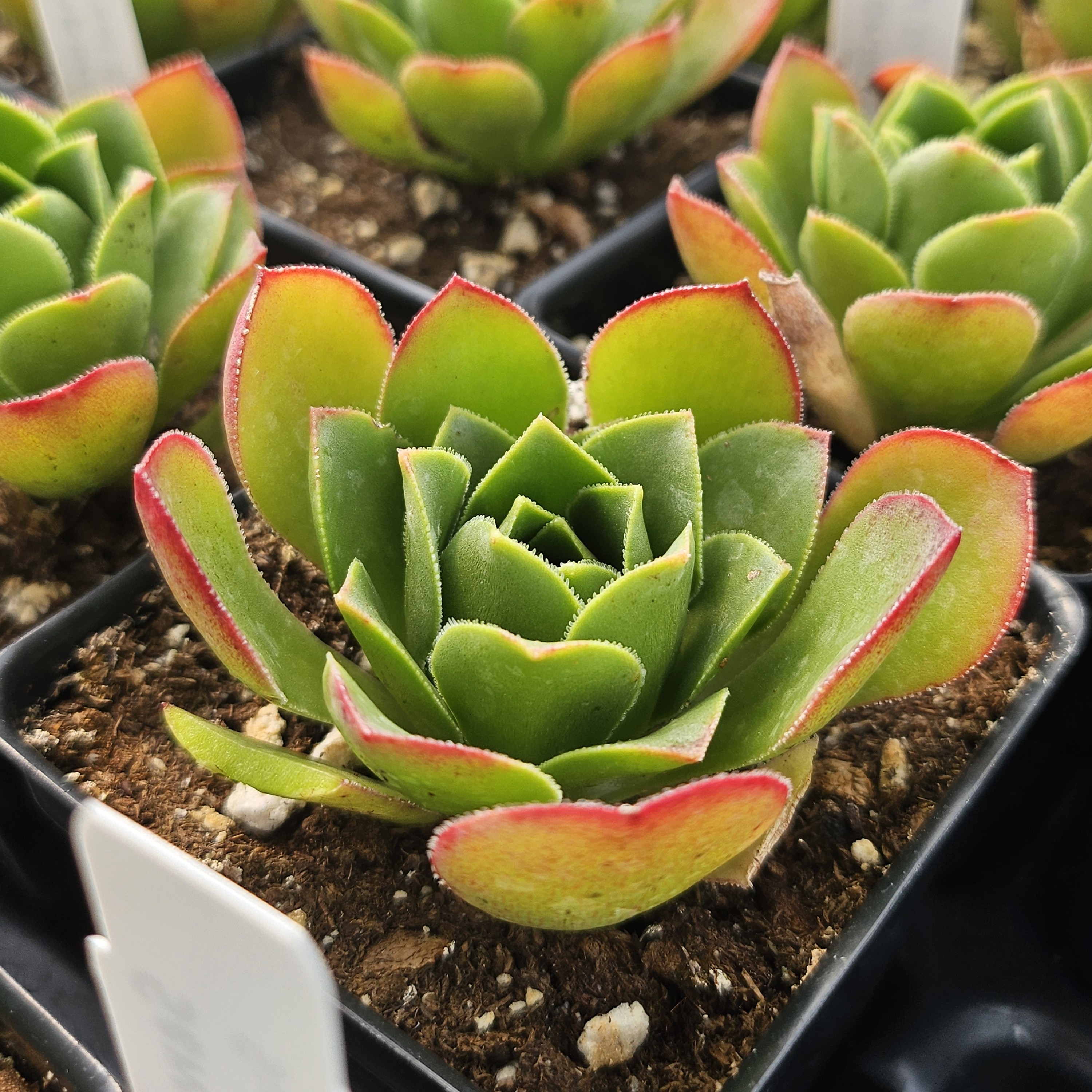 Semponium Surreal 'Diamond' - Semponium from Hillcrest Nursery