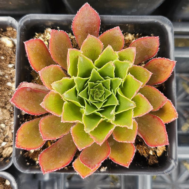 Semponium Surreal 'Sienna' - Semponium from Hillcrest Nursery