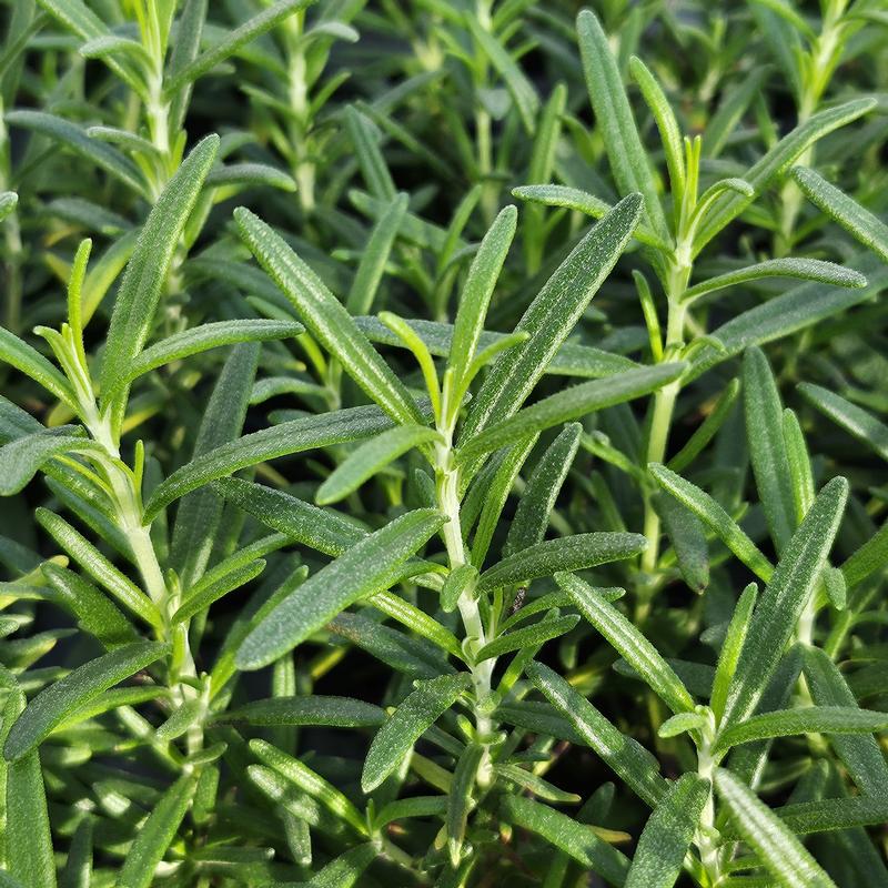 Rosmarinus officinalis 'Capercallie' - Rosemary - Cellpack from Hillcrest Nursery