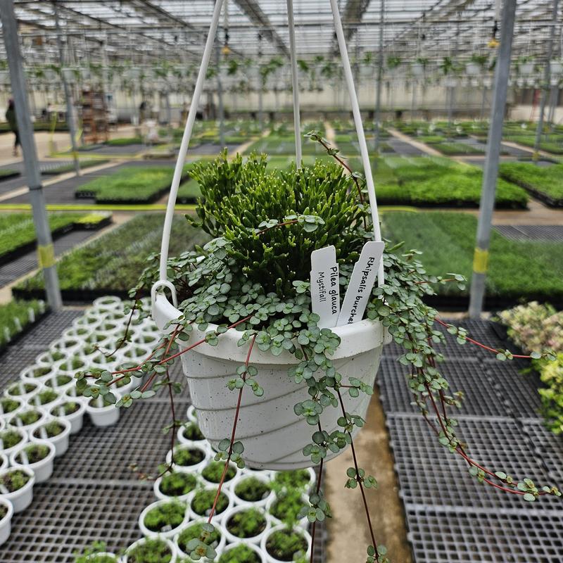 Rhipsalis/Pilea 'Combo Pot' - Mistletoe Cactus and Mystifall from Hillcrest Nursery