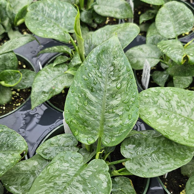Scindapsus 'Silver' - Silver Pothos from Hillcrest Nursery