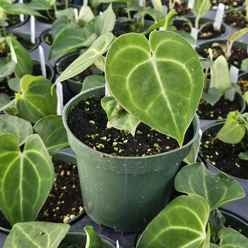 Anthurium clarinervium - Velvet Leaf Anthurium from Hillcrest Nursery