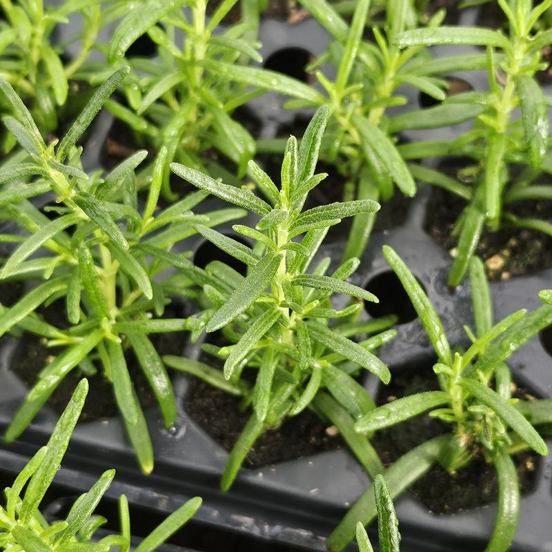 Rosmarinus officinalis 'Haifa' - Rosemary - Cellpack from Hillcrest Nursery
