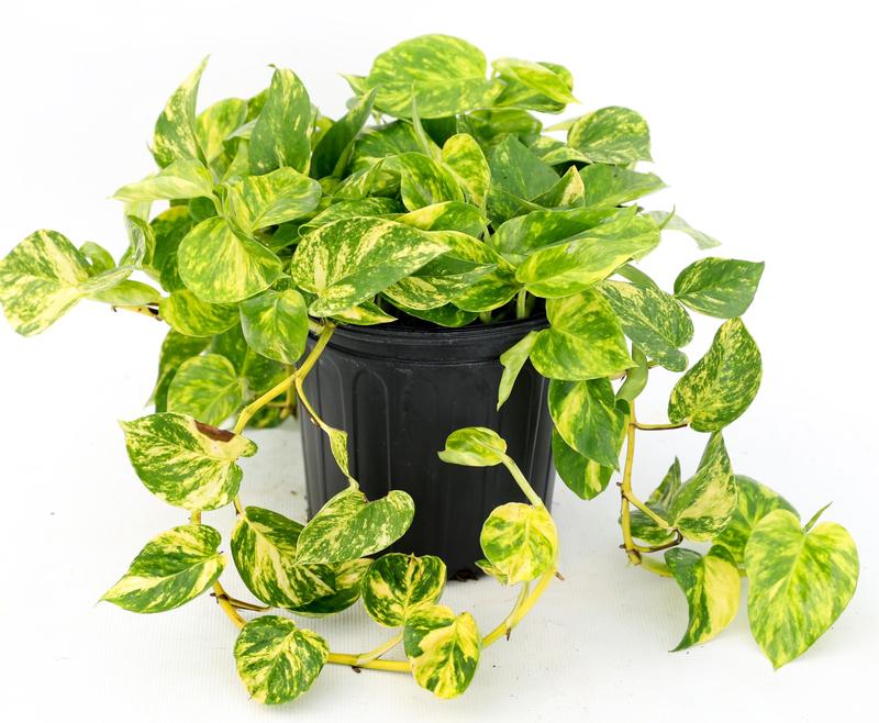 Epipremnum 'Hawaiian' - Image courtesy of Ball Horticultural Company