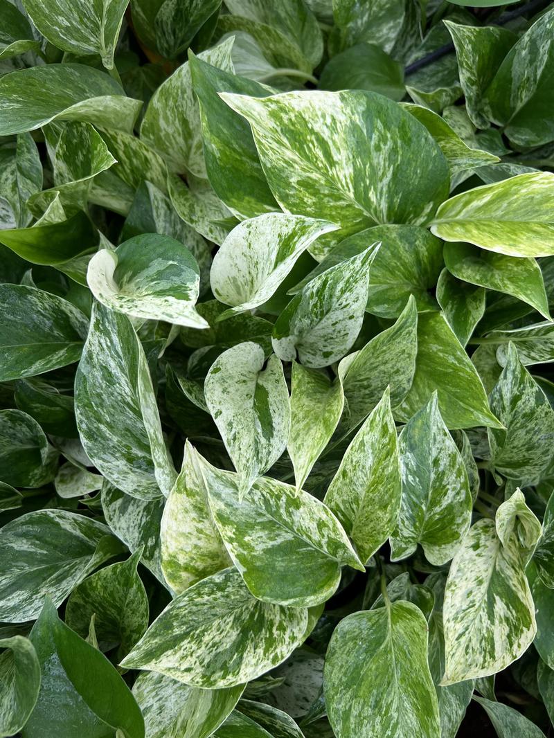 Epipremnum 'Marble Queen' - Image courtesy of Ball Horticultural Company