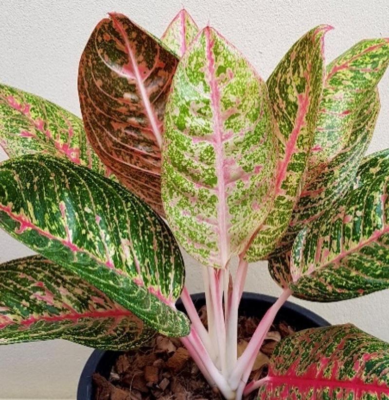 Aglaonema x hybrid 'Ruay Lone Fah' - Image courtesy of Ball Horticultural Company