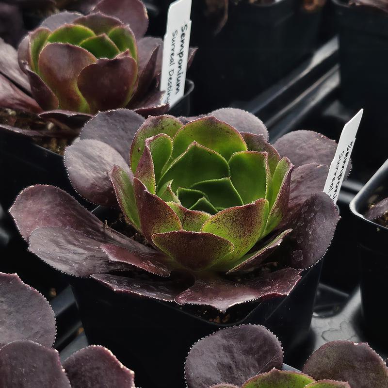Semponium Surreal 'Destiny' - Semponium from Hillcrest Nursery
