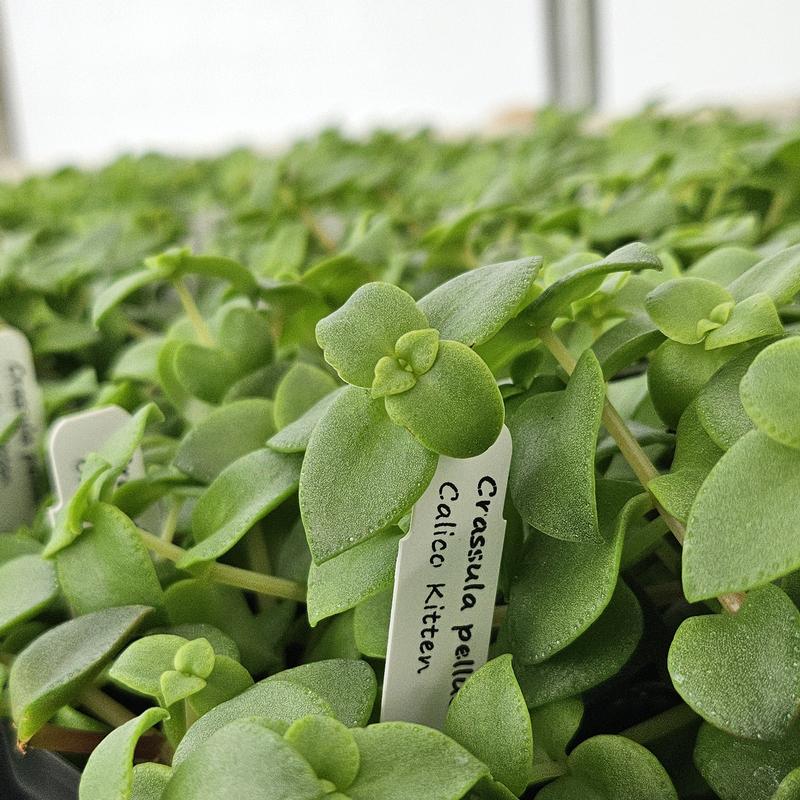 Crassula pellucida 'Calico Kitten' - Crassula from Hillcrest Nursery