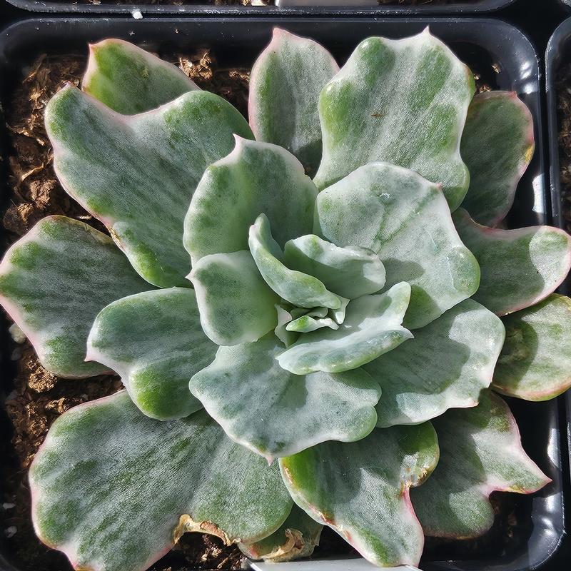 Echeveria 'Berkeley Light' - Echeveria from Hillcrest Nursery