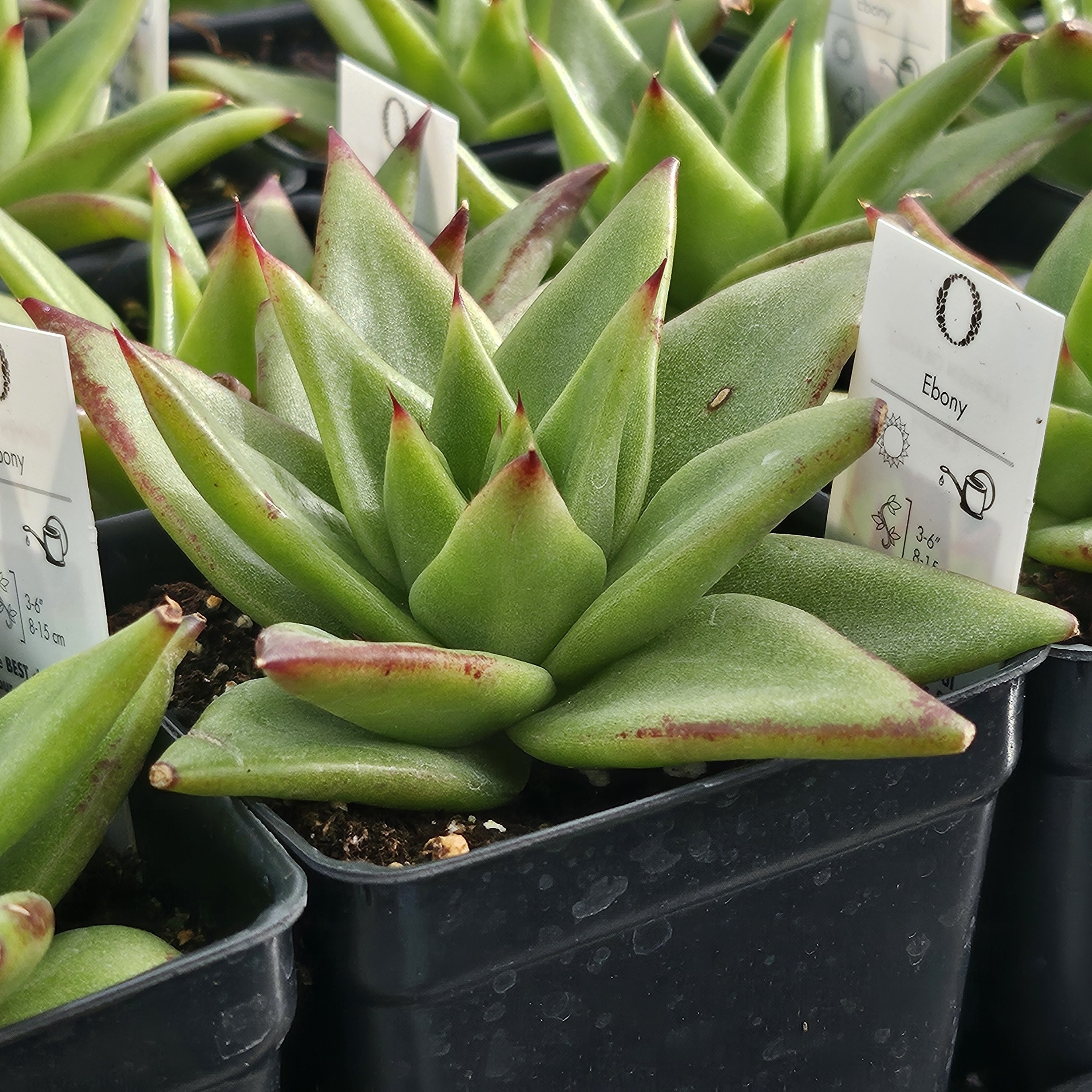 Echeveria agavoides 'Ebony' - Echeveria from Hillcrest Nursery