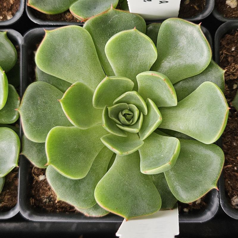 Echeveria agavoides 'Love Fire' - Echeveria from Hillcrest Nursery