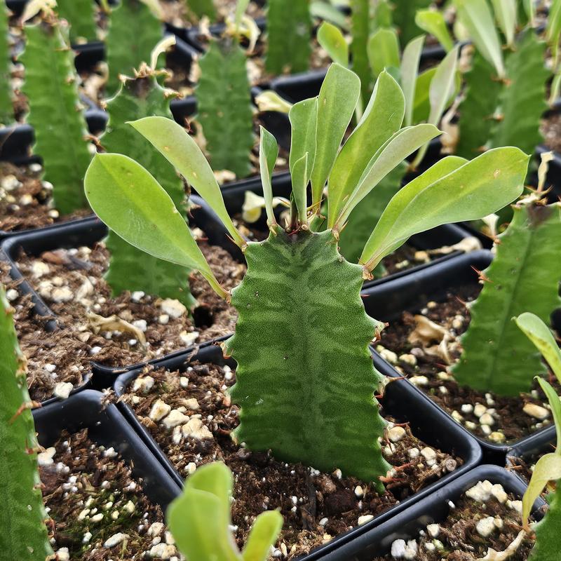 Euphorbia trigona 'Green' - African Milk Tree from Hillcrest Nursery