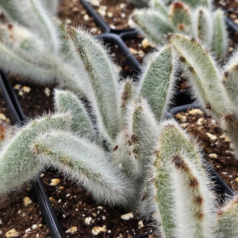 Kalanchoe tomentosa 'Super Fuzzy' - Kalanchoe from Hillcrest Nursery