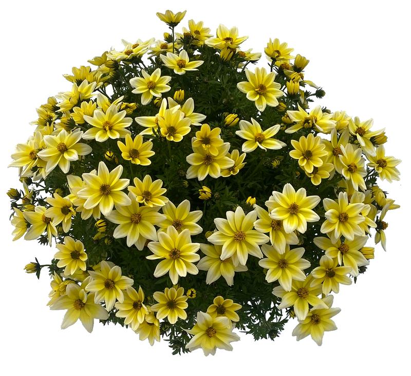 Bidens ferulifolia Spicy Electric 'White' - Image courtesy of Ball Horticultural Company
