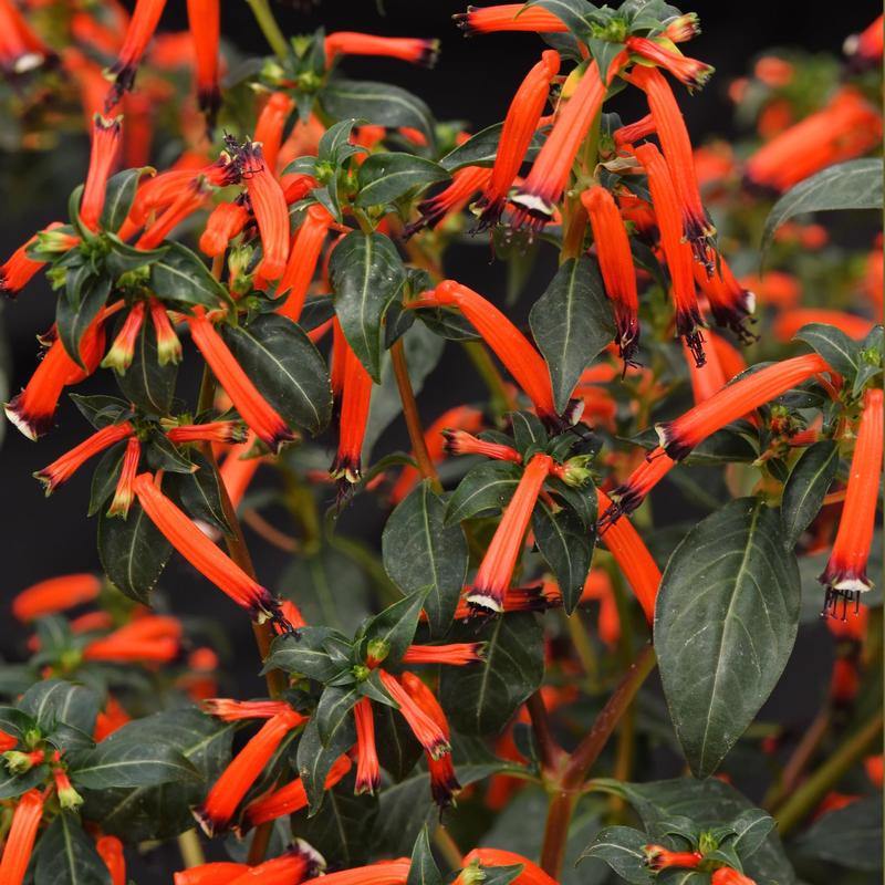 Cuphea 'Cherrybells' - Cuphea from Hillcrest Nursery