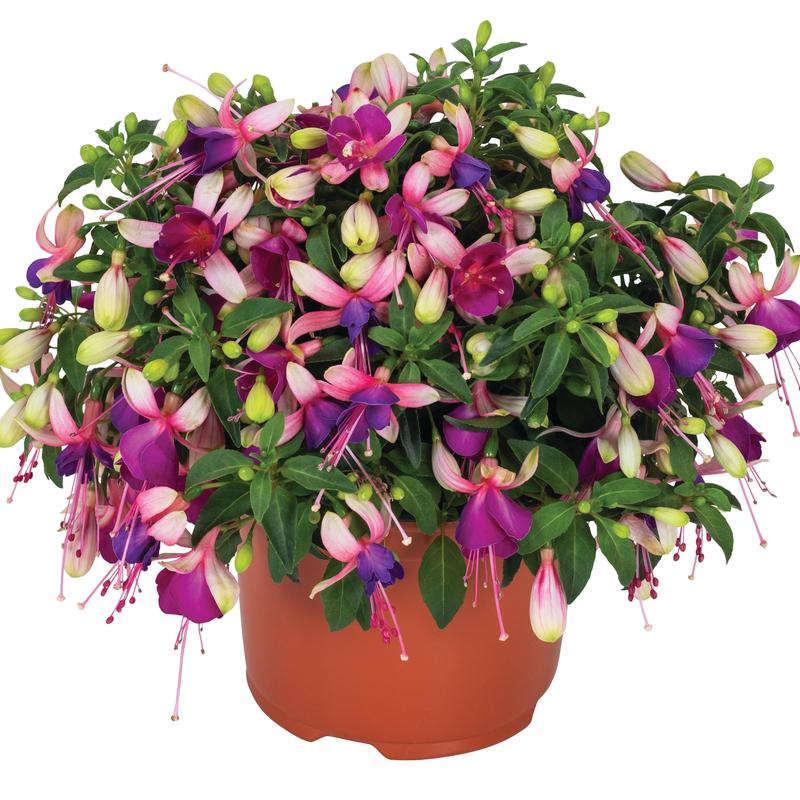 Fuchsia Ballerinas 'Brise' - Fuchsia from Hillcrest Nursery