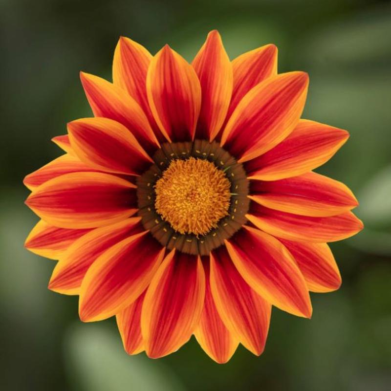 Gazania rigens Big Kiss 'Orange Flame' - Treasure Flower from Hillcrest Nursery