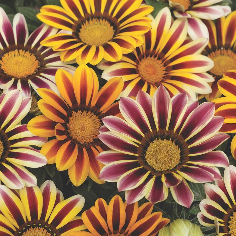 Gazania rigens Kiss 'Flame Mix' - Treasure Flower from Hillcrest Nursery