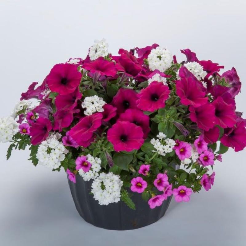 Combo Pot Kwik Kombo 'In a Jam' - Combo - Kwik Kombo from Hillcrest Nursery