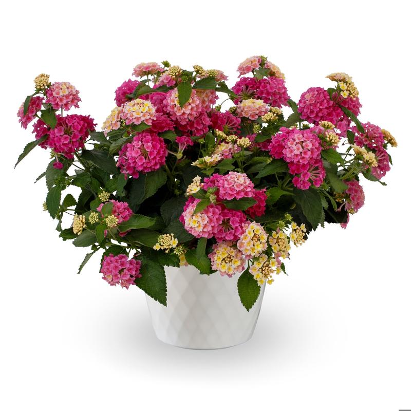 Lantana camara Bandolista 'Pink Lemonberry' - Image courtesy of Ball Horticultural Company