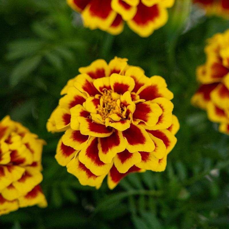 Tagetes patula 'Mango Tango' - Marigold from Hillcrest Nursery