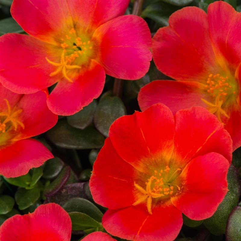 Portulaca oleracea Sea Glass 'Grenadine' - Portulaca from Hillcrest Nursery