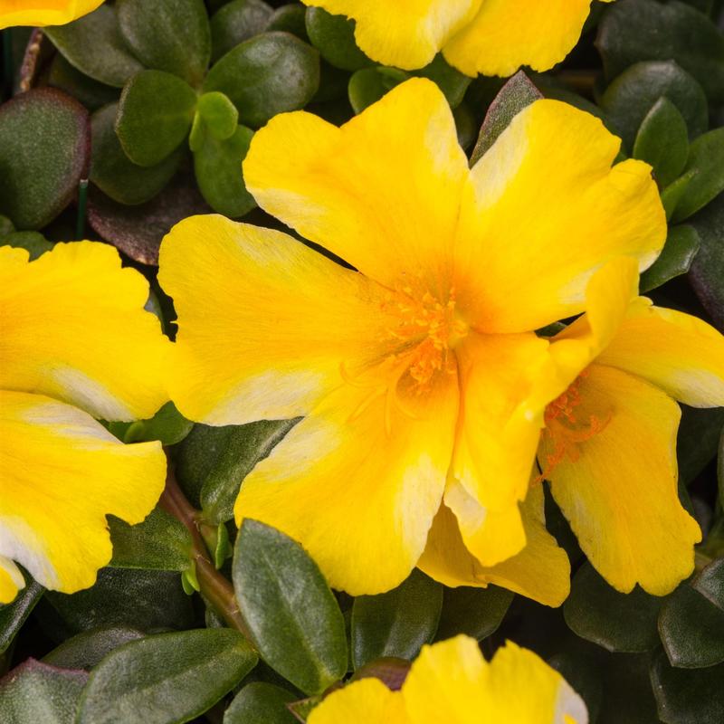 Portulaca oleracea Sea Glass 'Lemon Twist' - Portulaca from Hillcrest Nursery