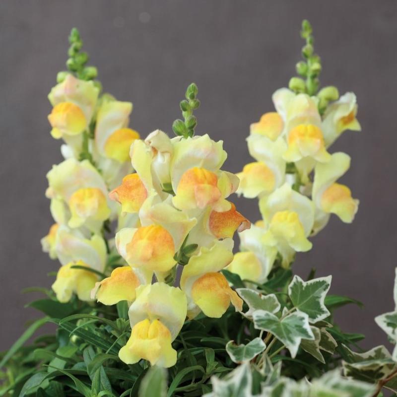 Antirrhinum majus Candy Tops 'Champagne' - Snapdragon from Hillcrest Nursery