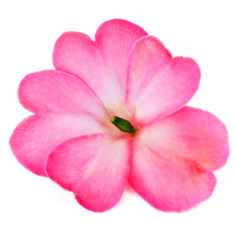 Impatiens hawkeri Sunpatiens Compact 'Pink Flash' - Image courtesy of Sakata