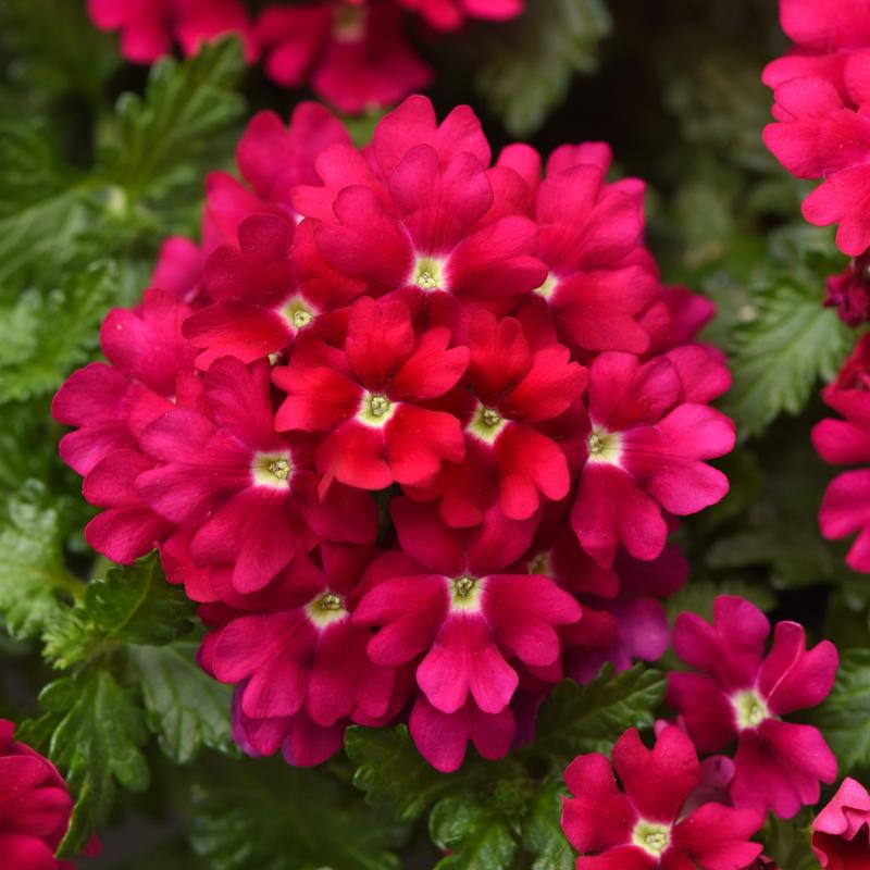 Verbena Beats 'Magenta' - Vervain from Hillcrest Nursery