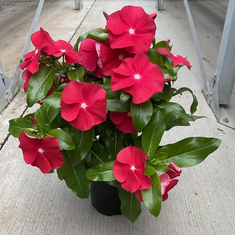 Catharanthus roseus Cora XDR 'Red Glow' - Vinca from Hillcrest Nursery