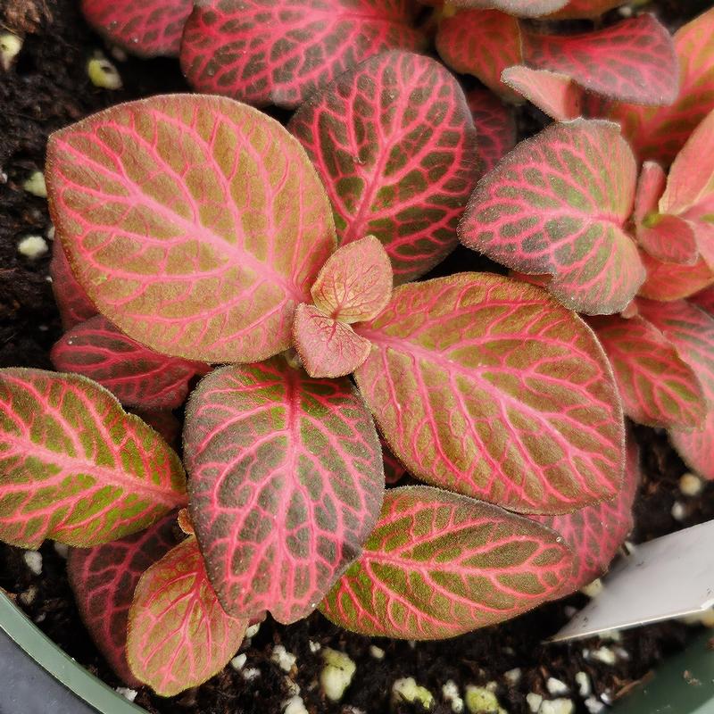 Fittonia 'Red Flame' - Nerve Plant from Hillcrest Nursery