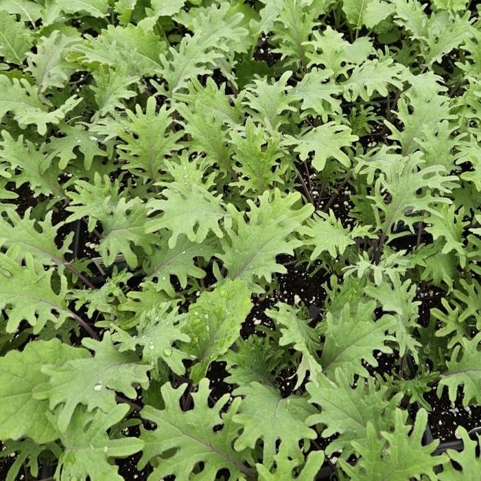 Brassica oleracea 'Red Russian' - Kale from Hillcrest Nursery