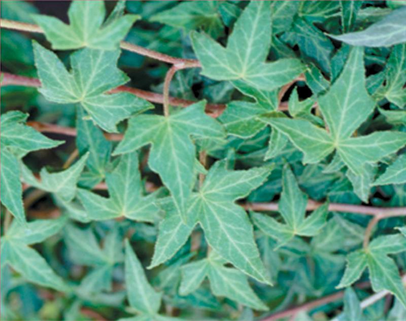 Hedera helix 'Ritterkruez' - Image courtesy of Ball Horticultural Company