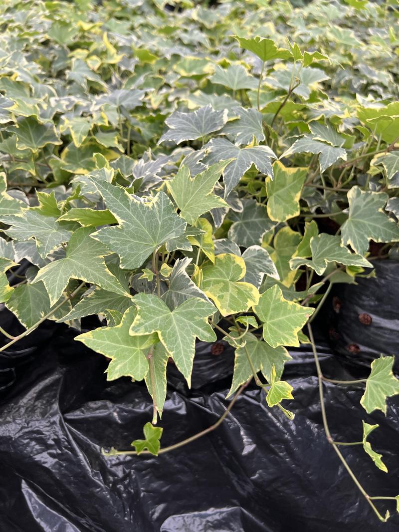 Hedera helix 'Yellow Ripple' - Image courtesy of Ball Horticultural Company
