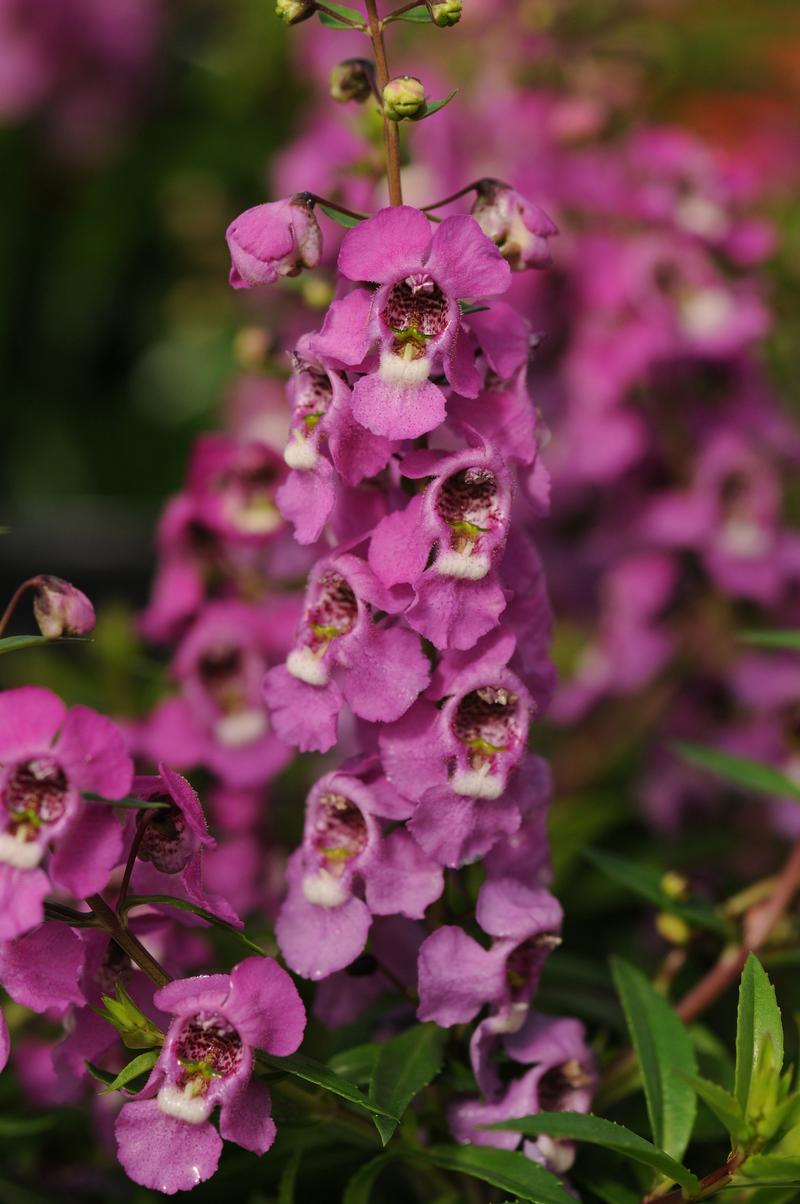 Angelonia angustifolia Serenita 'Raspberry' - Image courtesy of Ball Horticultural Company
