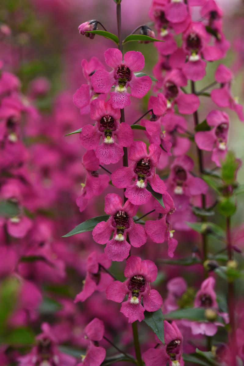 Angelonia angustifolia Serena 'Rose' - Image courtesy of Ball Horticultural Company