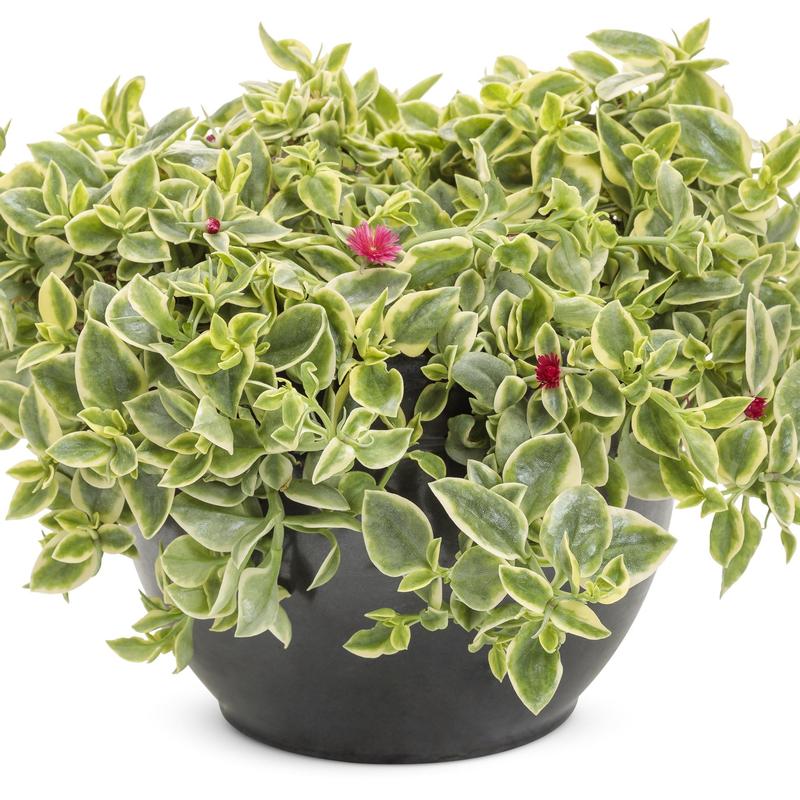 Aptenia cordifolia Mezoo 'Variegated' - Aptenia from Hillcrest Nursery