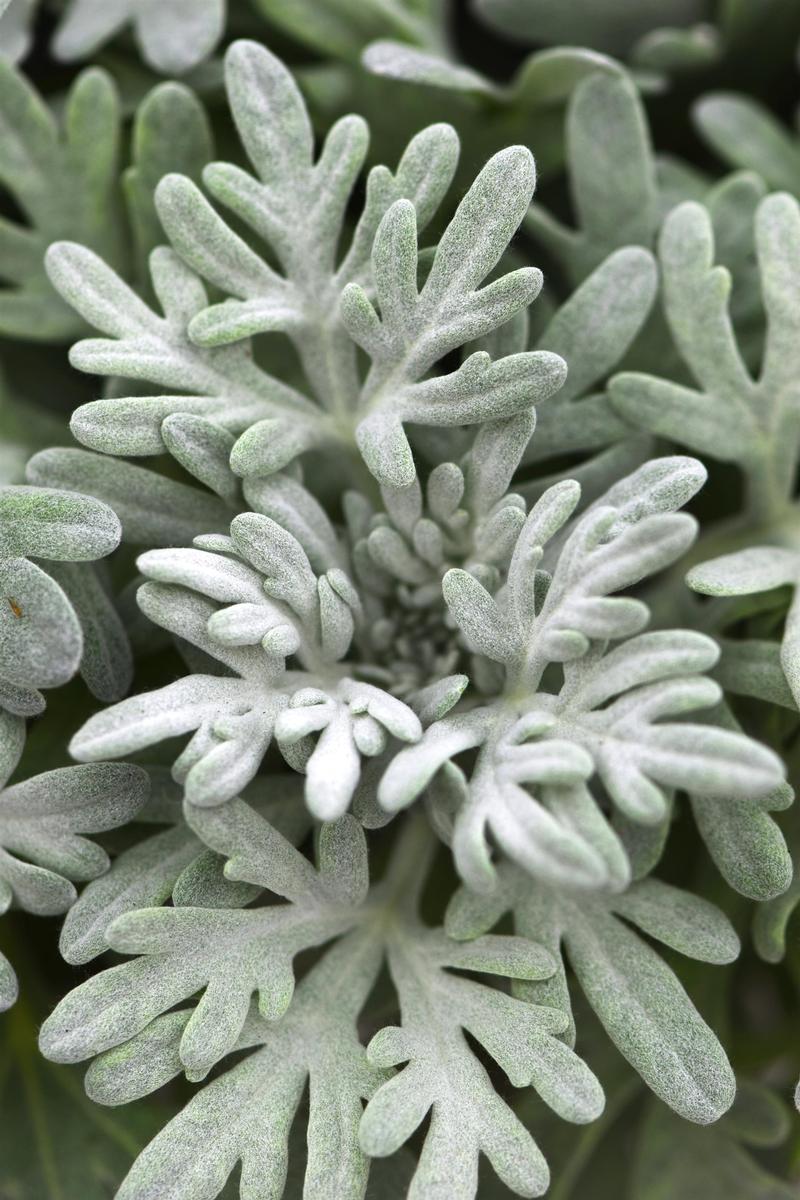 Artemisia ludovicianai 'Sea Salt' - Image courtesy of Ball Horticultural Company