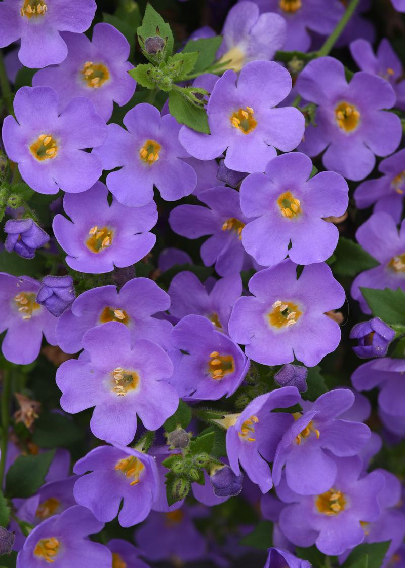 Sutera cordata Versa 'Blue' - Image courtesy of Ball Horticultural Company